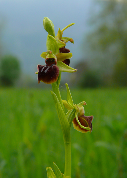 Ophrys incappucciata